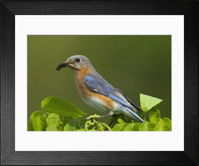 Framed Print : DDE-90039028 Framed Print : DDE-90039028