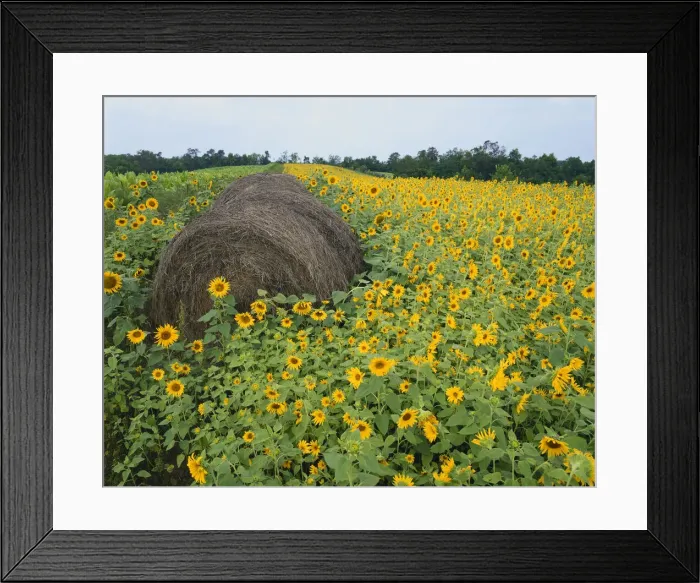 Framed Print : DDE-90039027