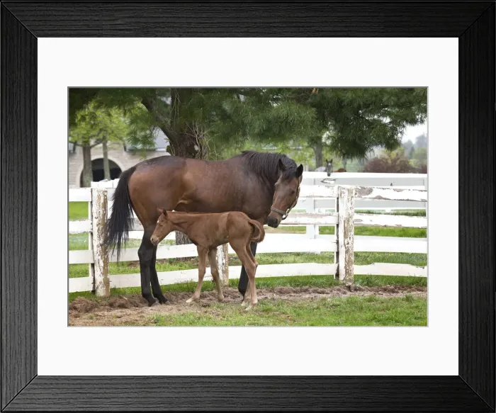Framed Print : DDE-90039029