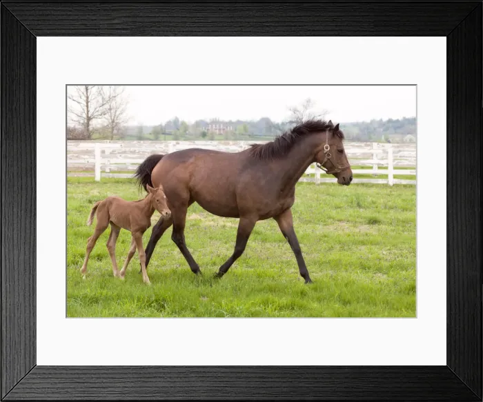 Framed Print : DDE-90039031