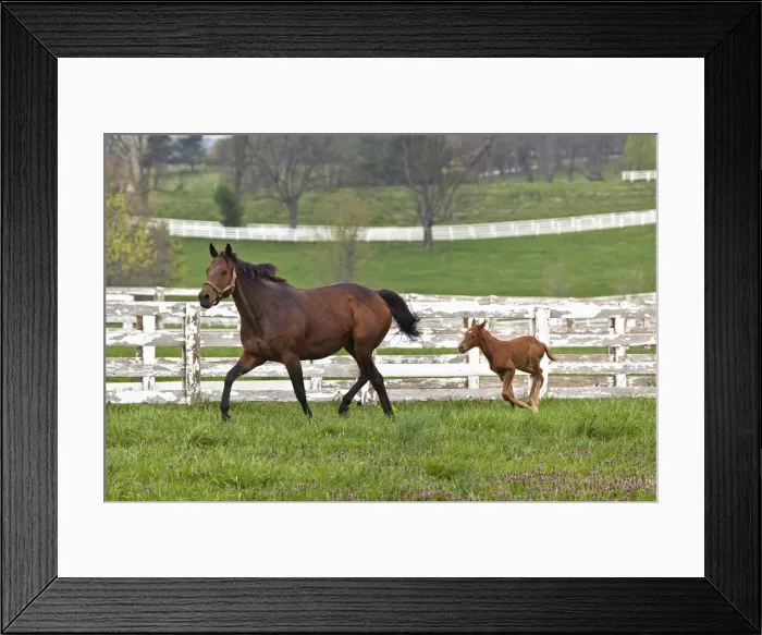Framed Print : DDE-90039030 Framed Print : DDE-90039030