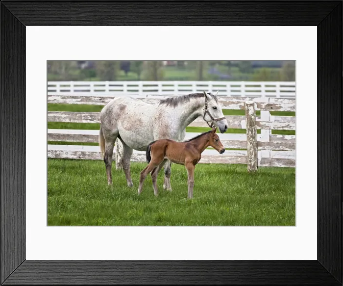 Framed Print : DDE-90039032 Framed Print : DDE-90039032