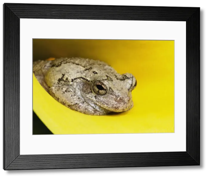 Framed Print : DDE-90039034 Framed Print : DDE-90039034