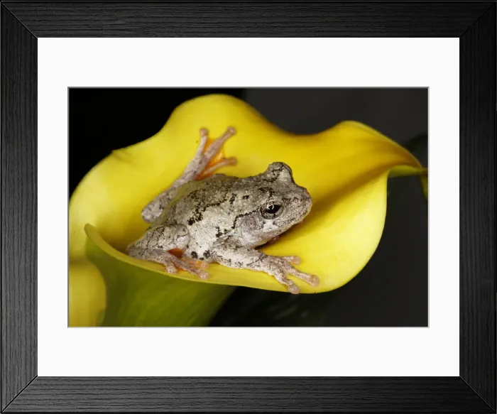 Framed Print : DDE-90039033 Framed Print : DDE-90039033