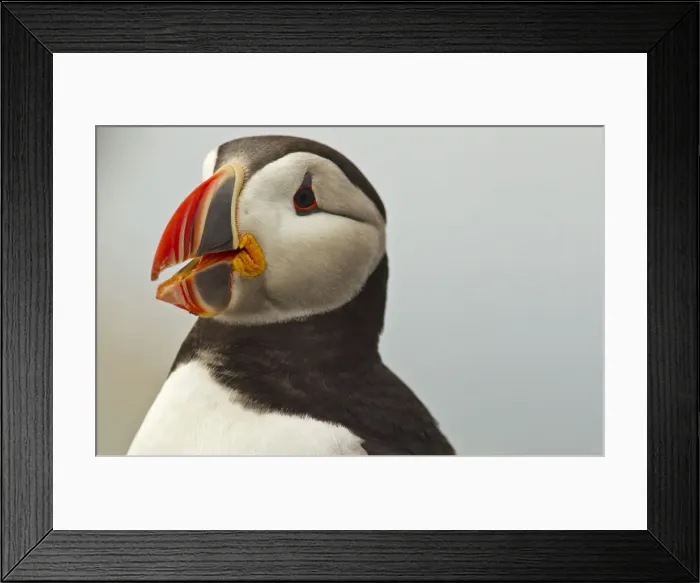 Framed Print : DDE-90039038