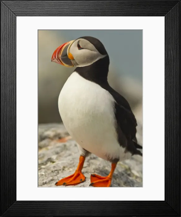 Framed Print : DDE-90039040 Framed Print : DDE-90039040