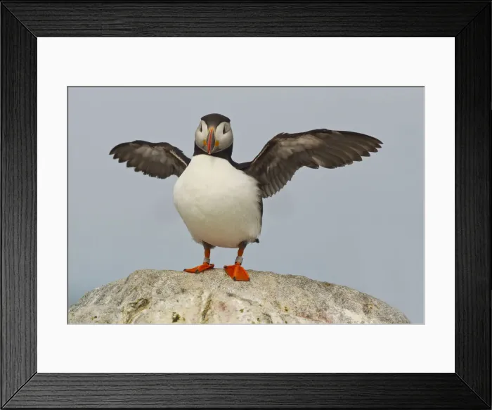 Framed Print : DDE-90039041 Framed Print : DDE-90039041