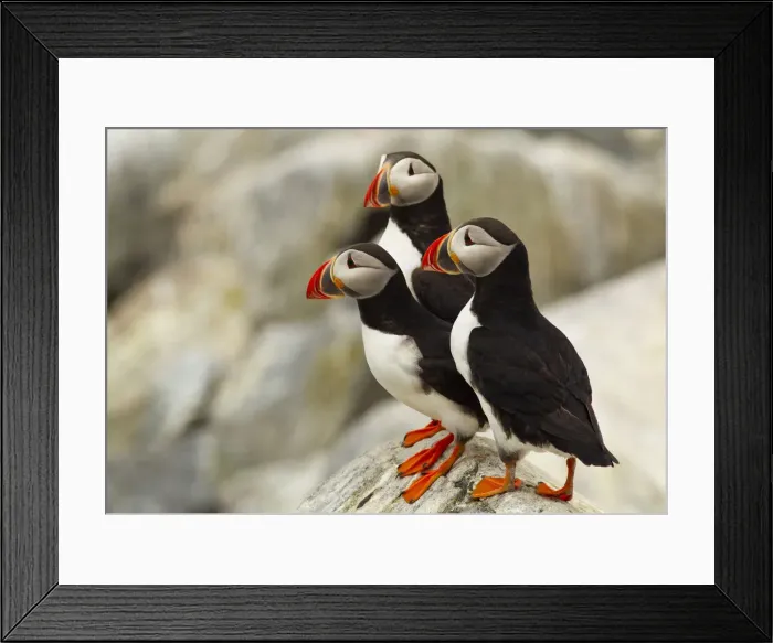 Framed Print : DDE-90039039 Framed Print : DDE-90039039