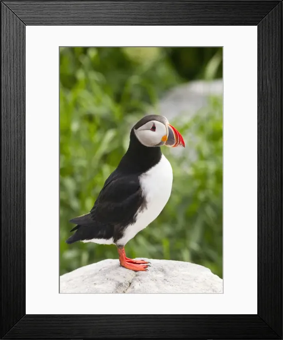 Framed Print : DDE-90039043 Framed Print : DDE-90039043