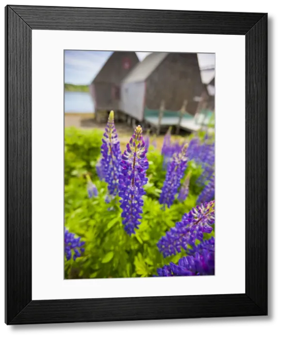 Framed Print : DDE-90039055 Framed Print : DDE-90039055