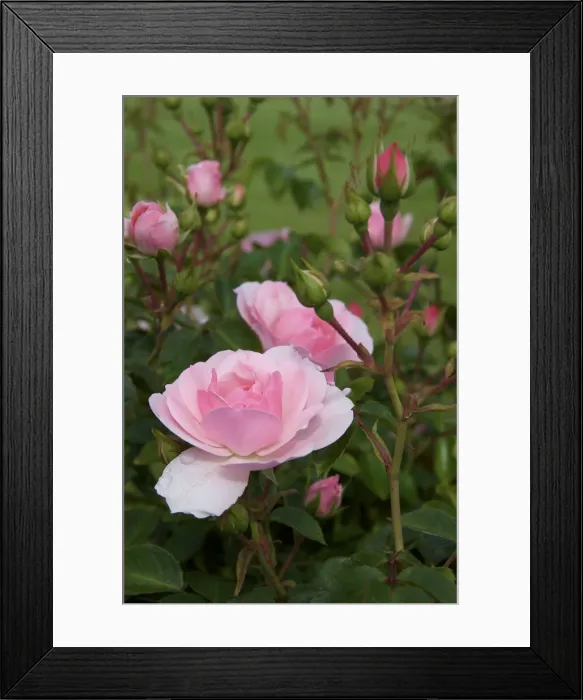 Framed Print : DDE-90039058