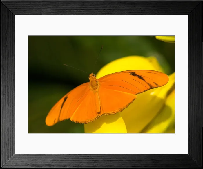 Framed Print : DDE-90039064