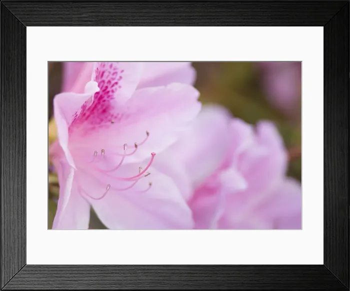 Framed Print : DDE-90039065 Framed Print : DDE-90039065