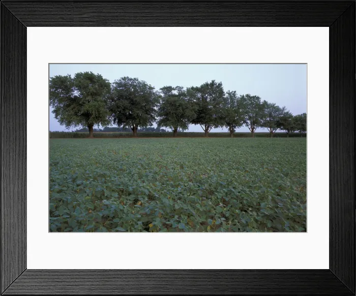 Framed Print : DDE-90039071