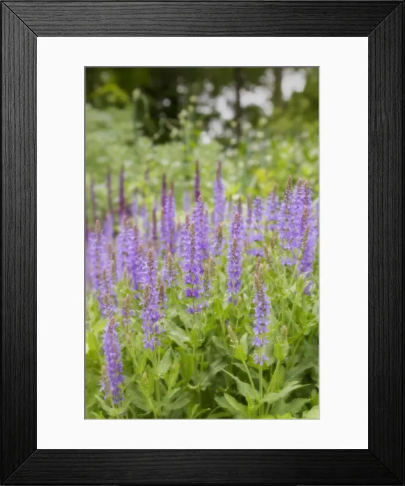 Framed Print : DDE-90039069 Framed Print : DDE-90039069