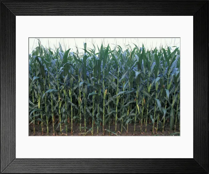 Framed Print : DDE-90039072 Framed Print : DDE-90039072