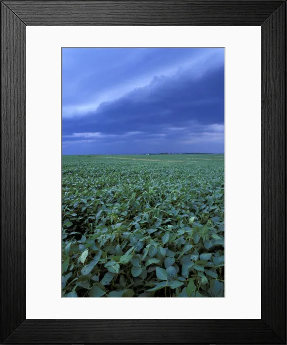 Framed Print : DDE-90039073
