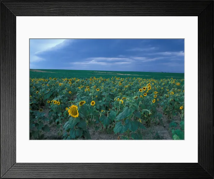 Framed Print : DDE-90039075 Framed Print : DDE-90039075