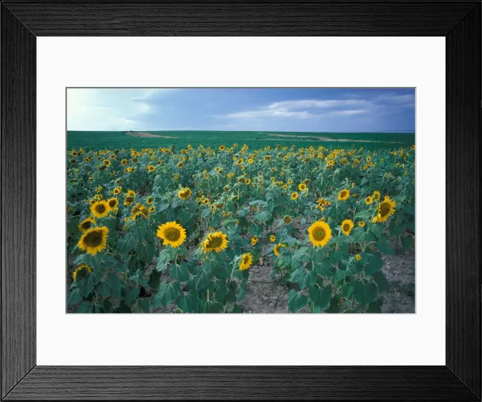Framed Print : DDE-90039076
