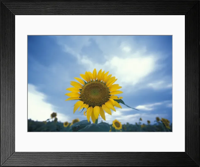 Framed Print : DDE-90039078