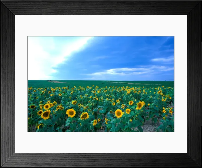 Framed Print : DDE-90039077 Framed Print : DDE-90039077
