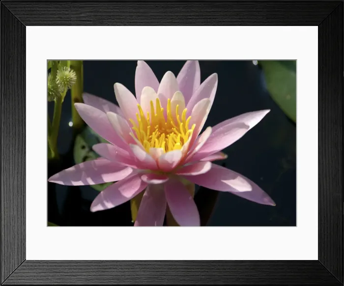 Framed Print : DDE-90039081 Framed Print : DDE-90039081