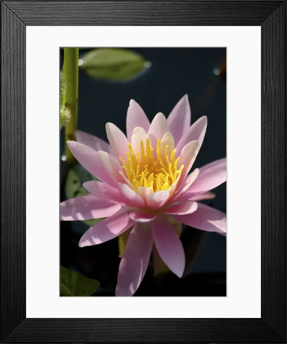 Framed Print : DDE-90039082