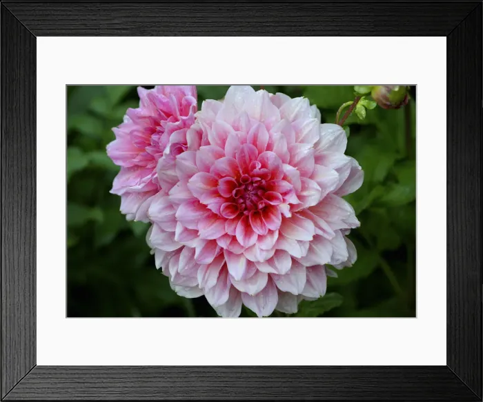 Framed Print : DDE-90039083 Framed Print : DDE-90039083