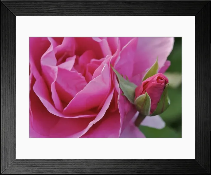 Framed Print : DDE-90039084