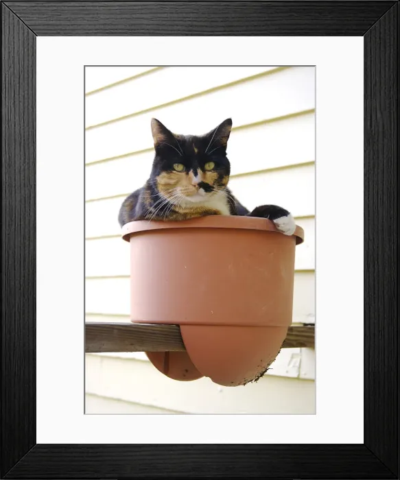 Framed Print : DDE-90039085