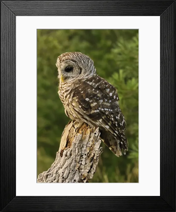 Framed Print : DDE-90039099 Framed Print : DDE-90039099