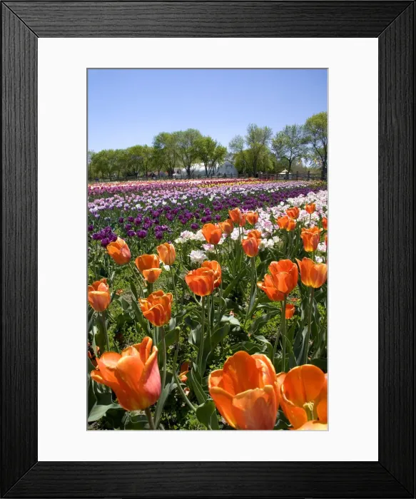 Framed Print : DDE-90039109 Framed Print : DDE-90039109