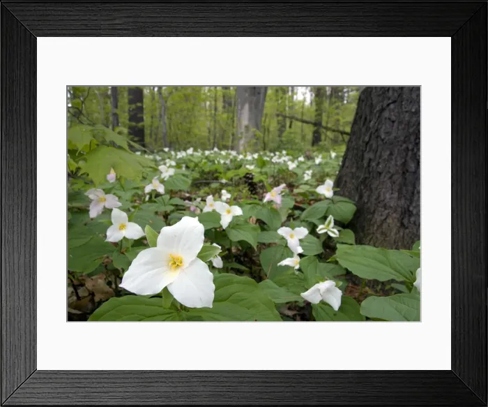 Framed Print : DDE-90039110 Framed Print : DDE-90039110