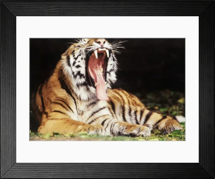 Framed Print : DDE-90039111