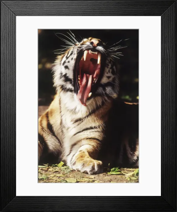 Framed Print : DDE-90039112 Framed Print : DDE-90039112