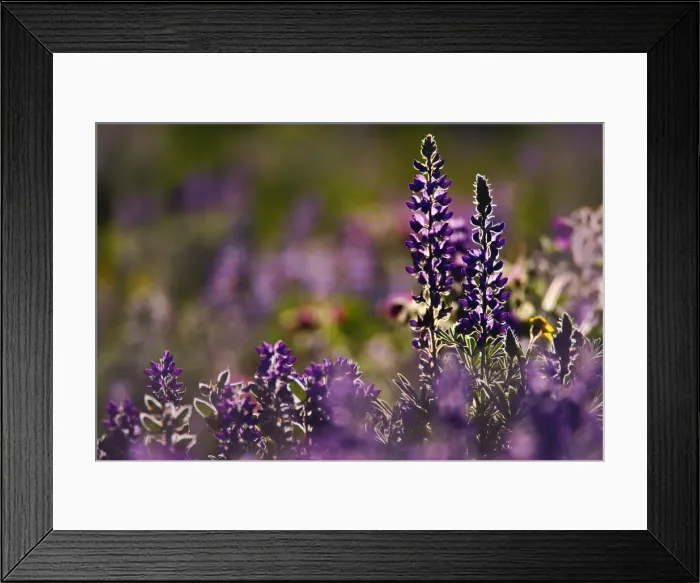 Framed Print : DDE-90039114