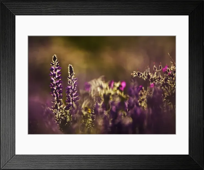 Framed Print : DDE-90039115 Framed Print : DDE-90039115