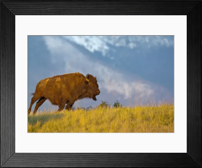 Framed Print : DDE-90039120 Framed Print : DDE-90039120