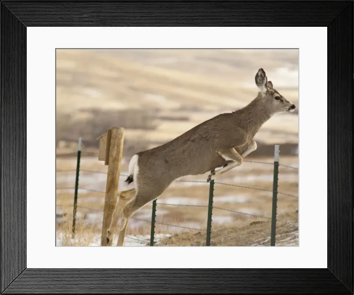 Framed Print : DDE-90039123 Framed Print : DDE-90039123