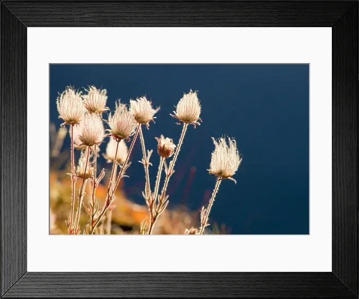 Framed Print : DDE-90039124 Framed Print : DDE-90039124