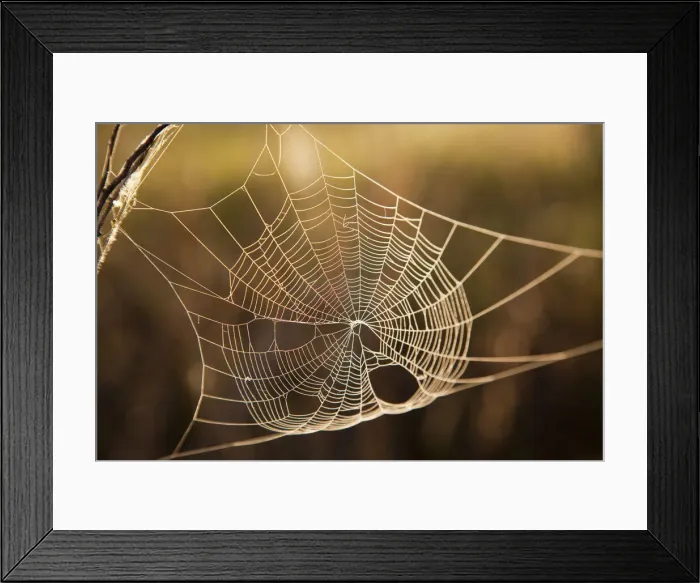 Framed Print : DDE-90039127 Framed Print : DDE-90039127