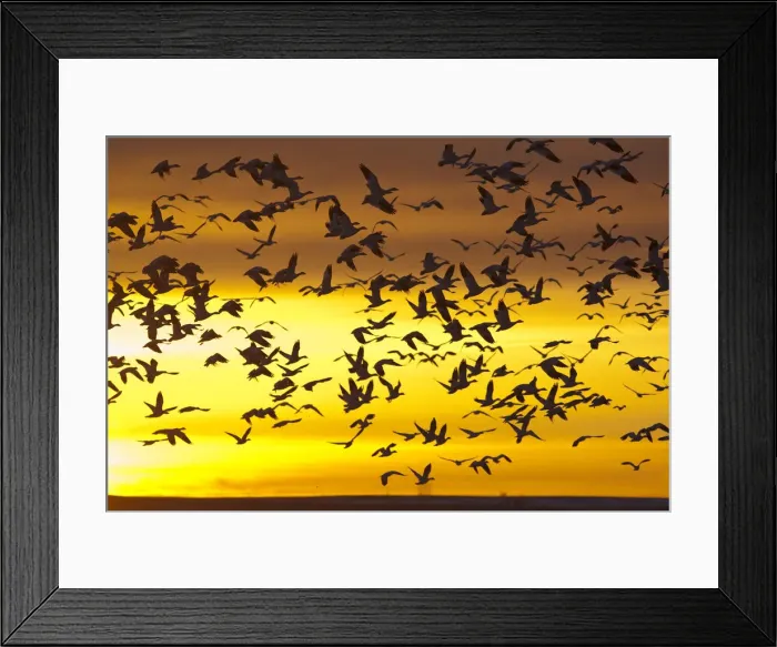 Framed Print : DDE-90039126 Framed Print : DDE-90039126