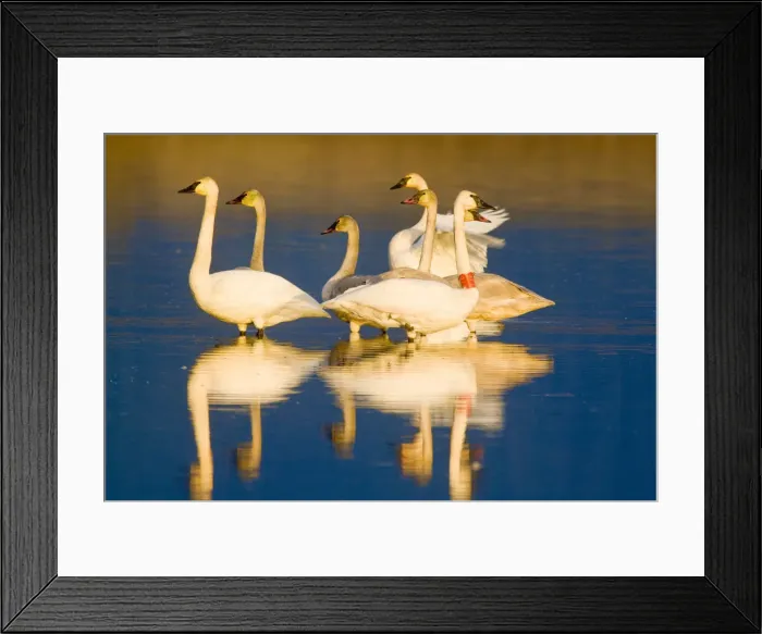 Framed Print : DDE-90039128 Framed Print : DDE-90039128