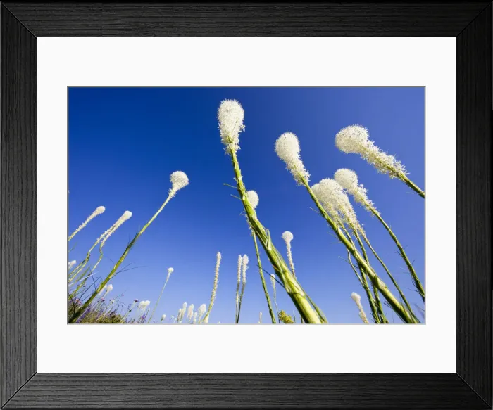 Framed Print : DDE-90039129