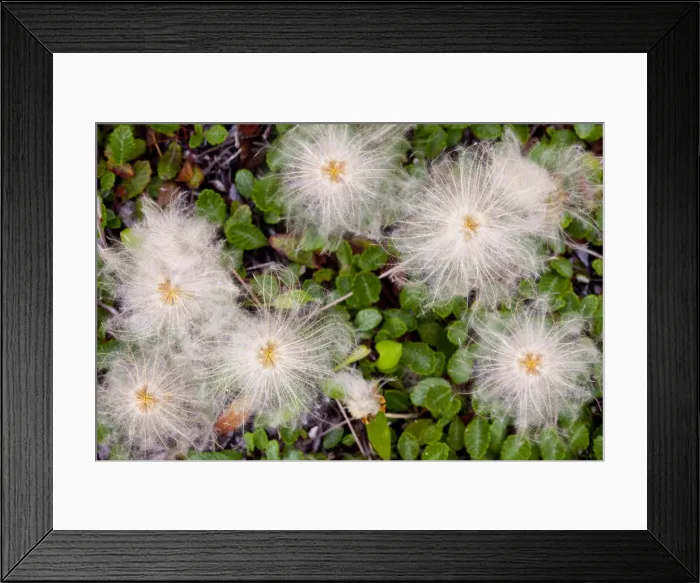 Framed Print : DDE-90039131 Framed Print : DDE-90039131