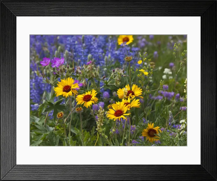 Framed Print : DDE-90039133