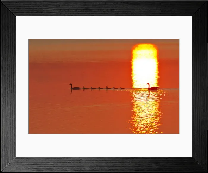 Framed Print : DDE-90039132 Framed Print : DDE-90039132
