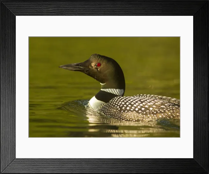 Framed Print : DDE-90039134 Framed Print : DDE-90039134