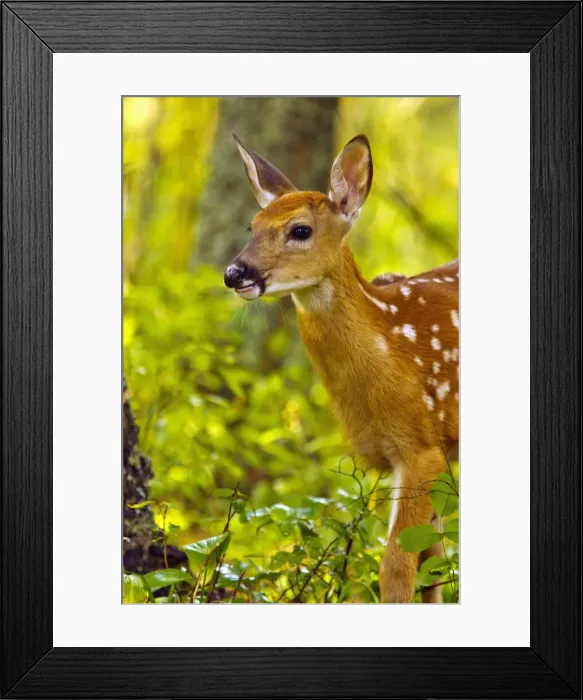 Framed Print : DDE-90039136 Framed Print : DDE-90039136