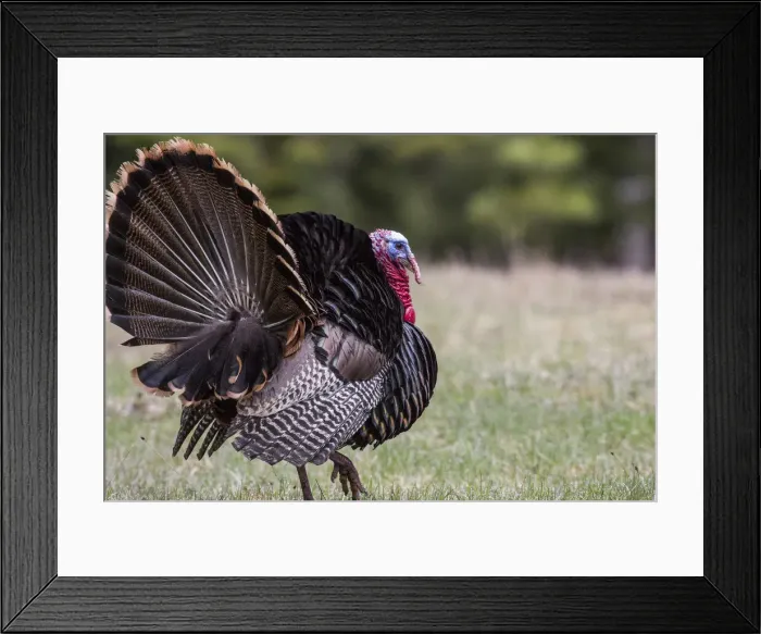 Framed Print : DDE-90039183 Framed Print : DDE-90039183
